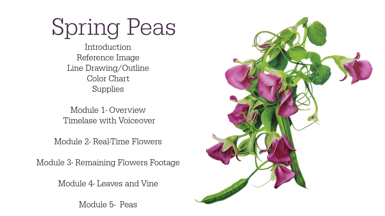 Link to Colored Pencil Drawing Tutorial of a Blue Mum