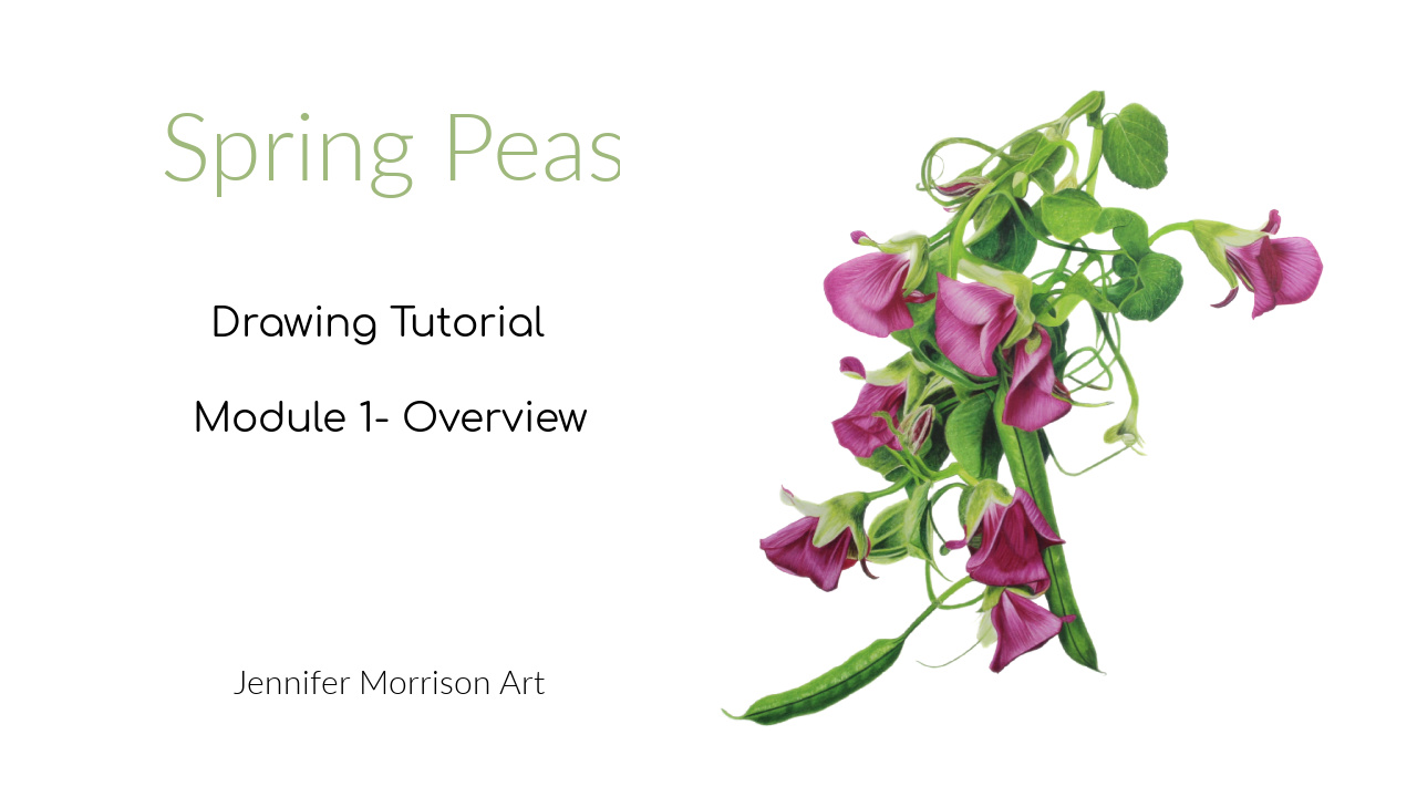 Link to Colored Pencil Drawing Tutorial of Blue Grapes