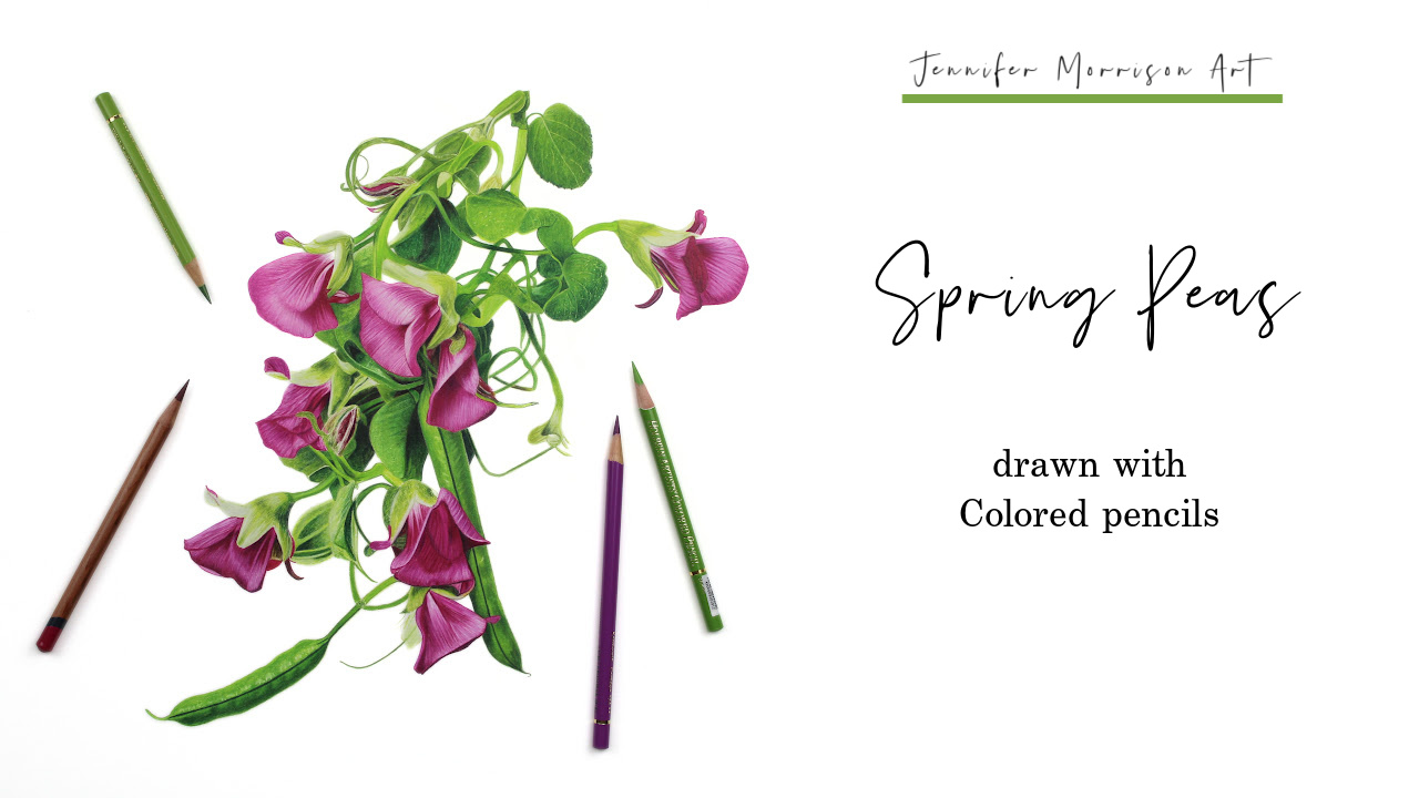 Link to Colored Pencil Drawing Video of a Blue Mum