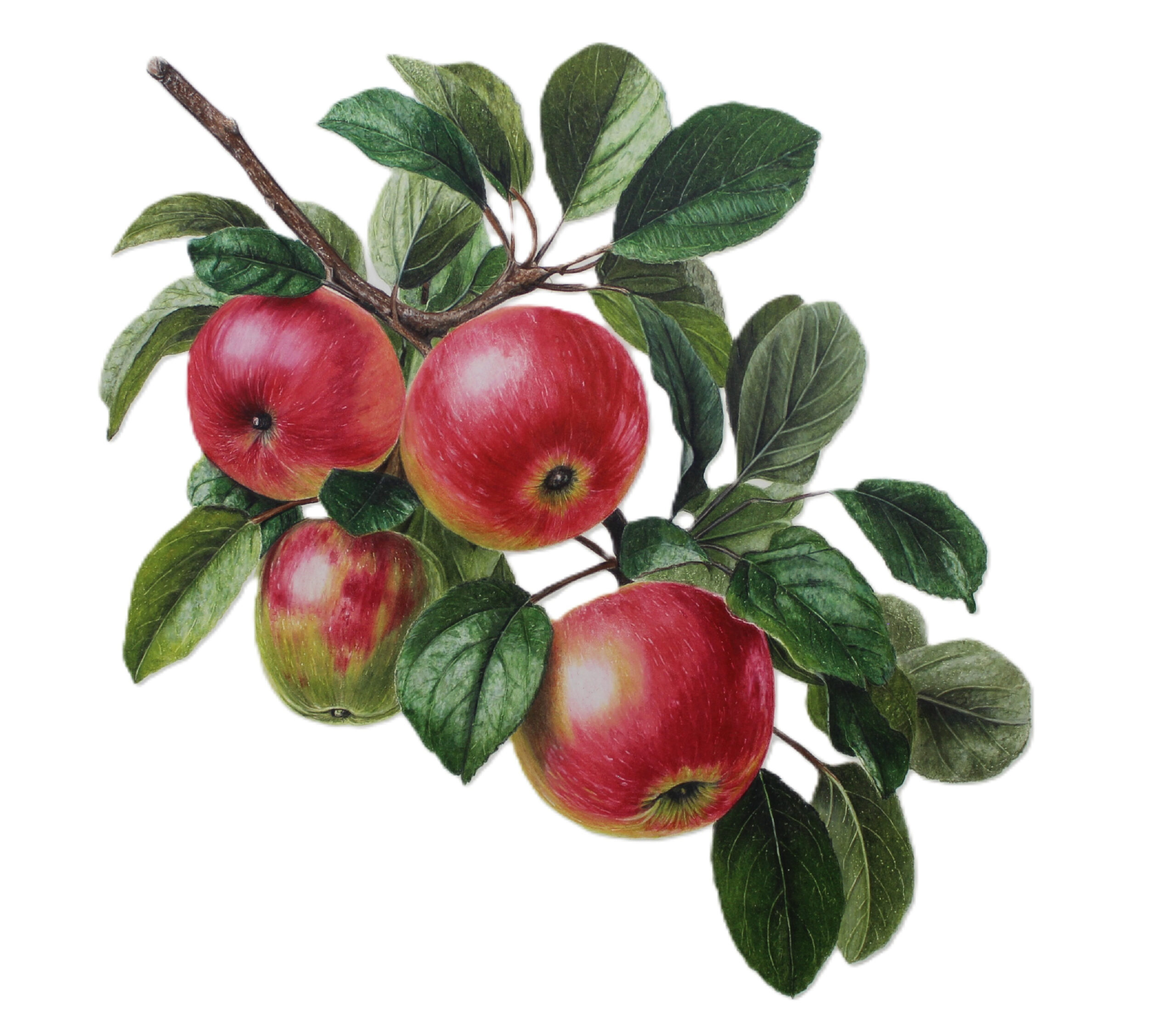 Colored Pencil Drawing of Realistic Blueberries