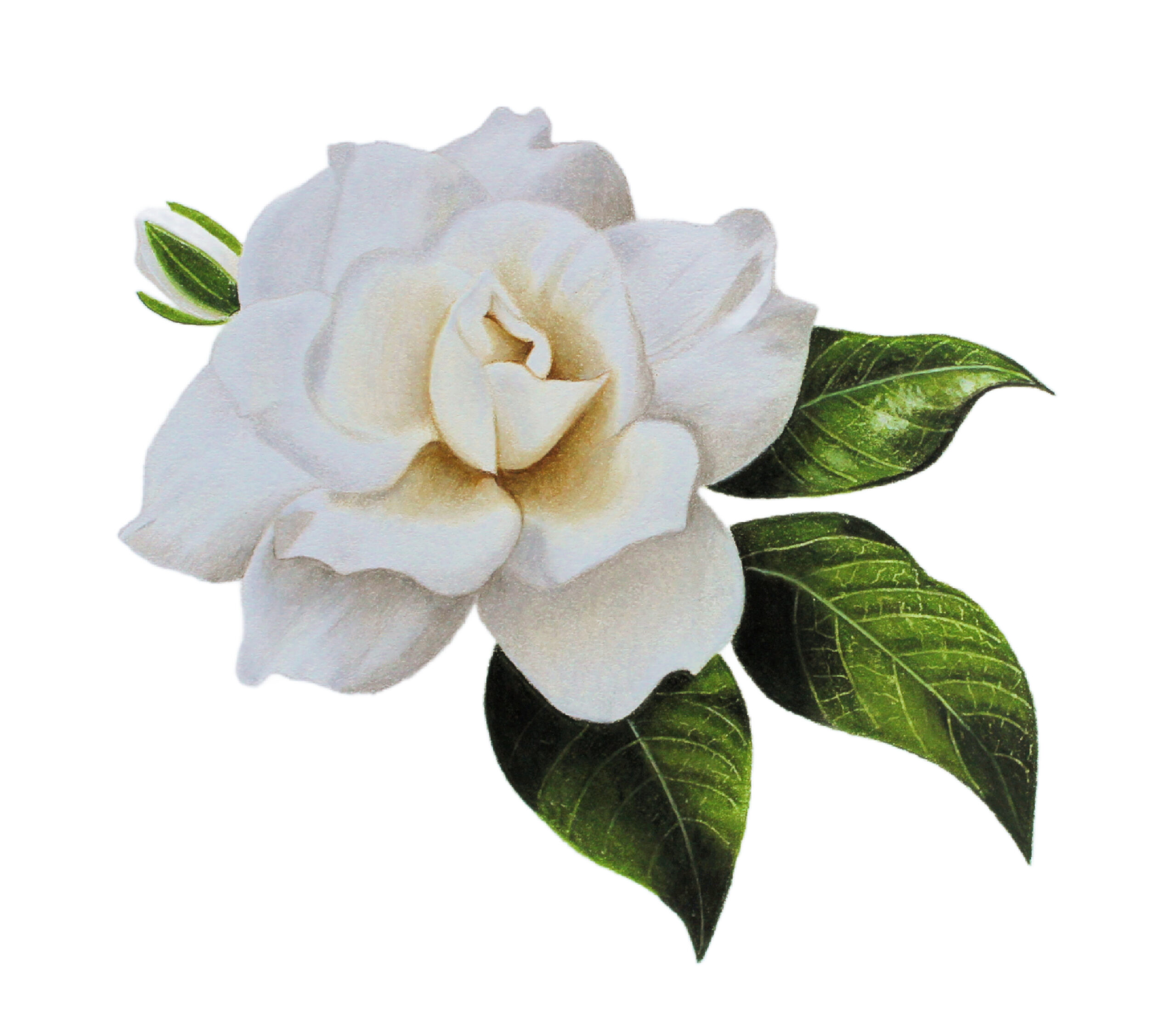 Colored Pencil Drawing of a Red and White Butterfly