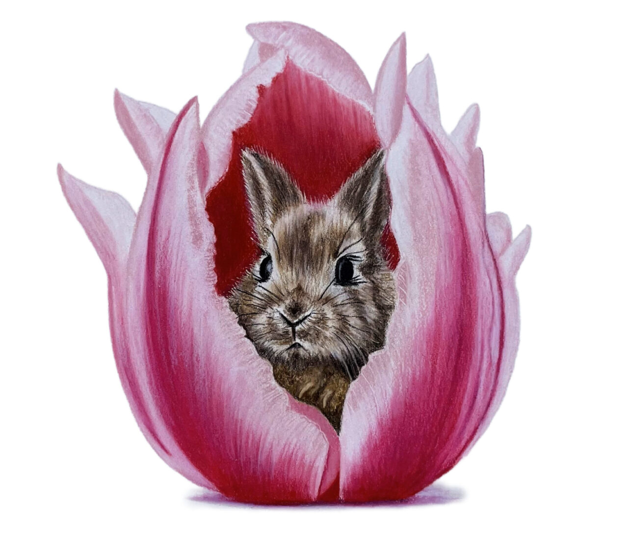 Colored Pencil Drawing Tutorial Tulip Bunny - Jennifer Morrison Art