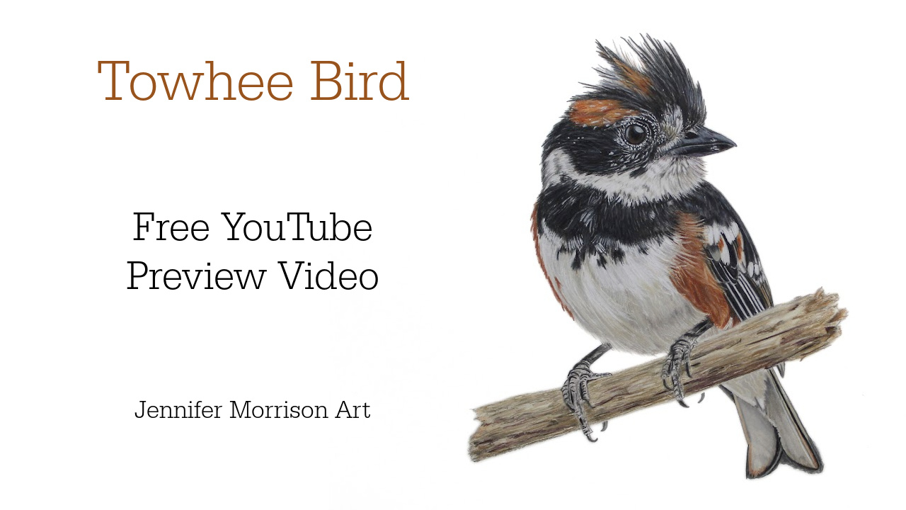 Link to Colored Pencil Drawing Video of a Blue Mum