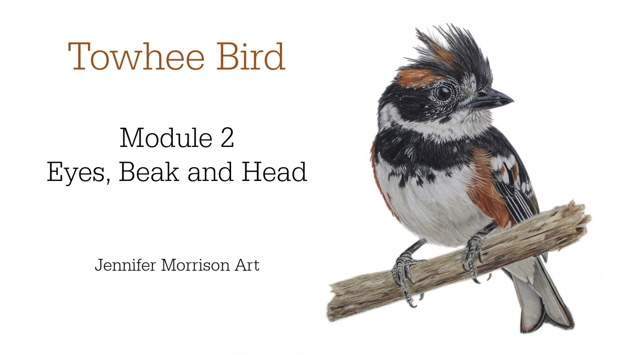 Link to Colored Pencil Drawing Tutorial of Blue Grapes