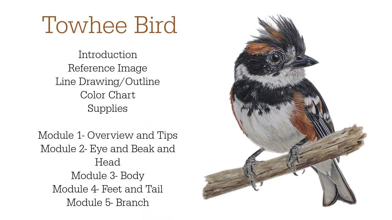 Link to Colored Pencil Drawing Tutorial of a Blue Mum