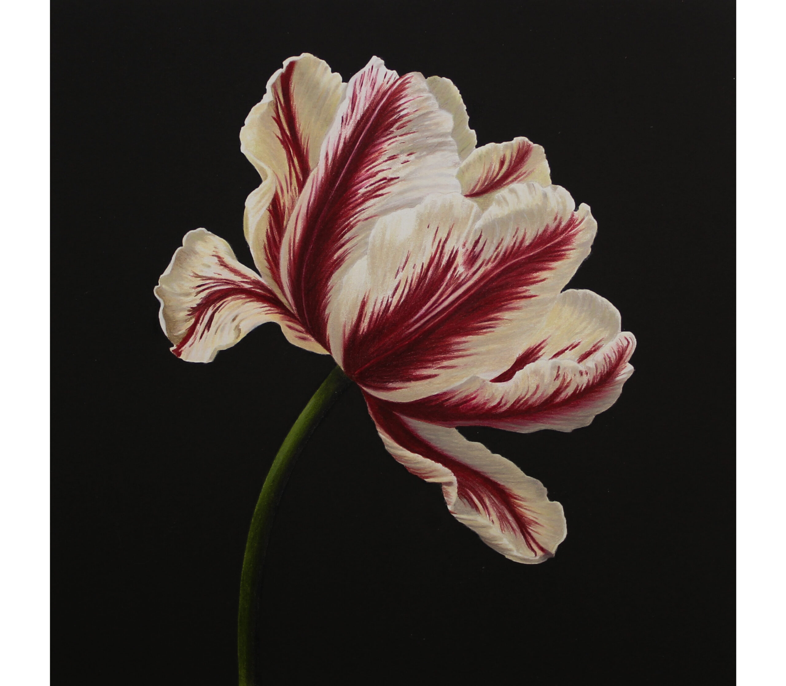 Colored Pencil Drawing of Realistic Blueberries