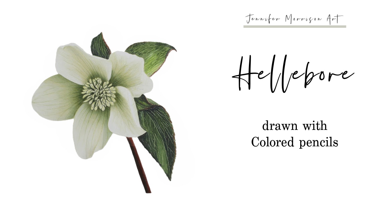 Link to Colored Pencil Drawing Video of a Blue Mum