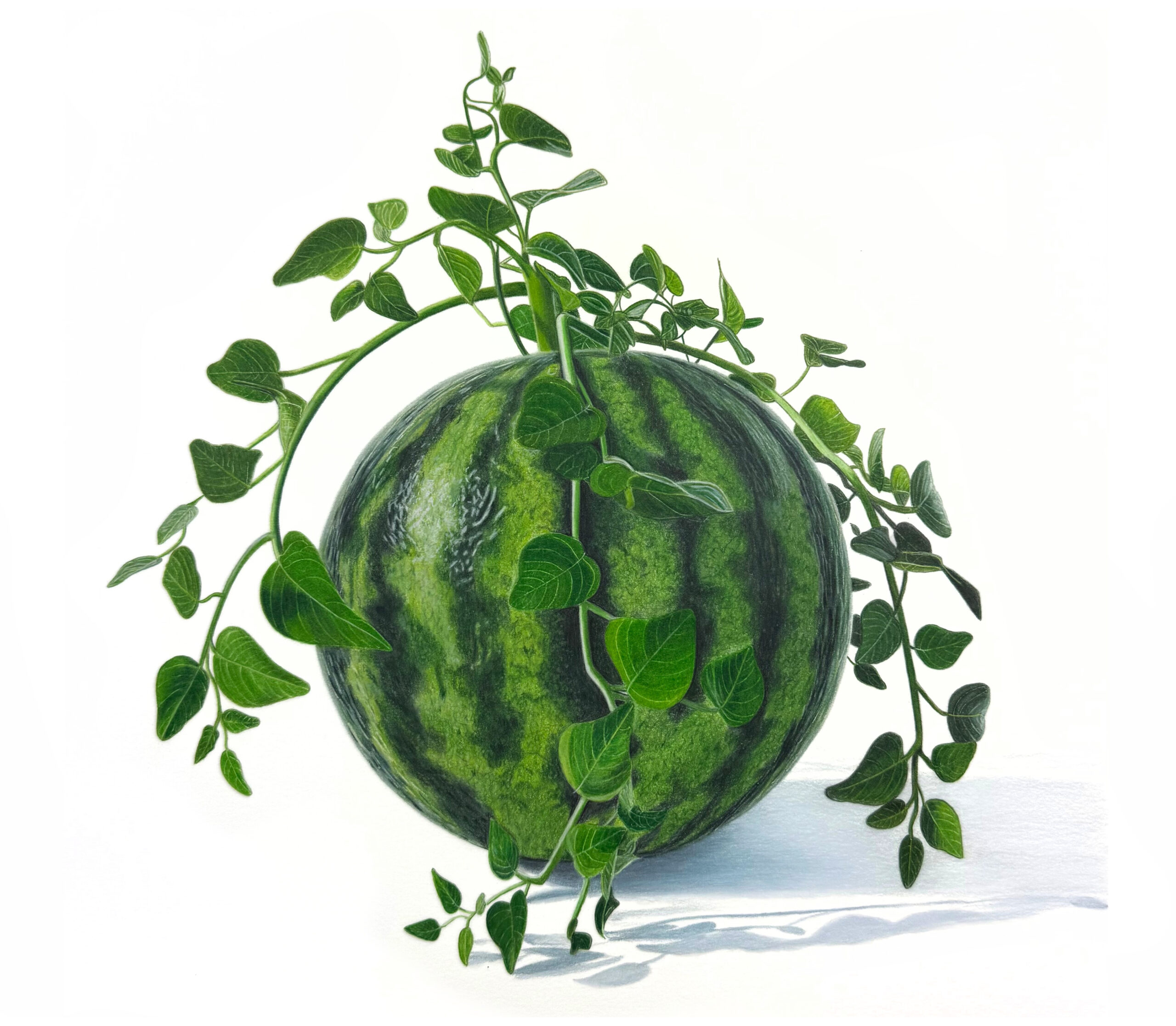 Colored Pencil Drawing of Realistic Blueberries