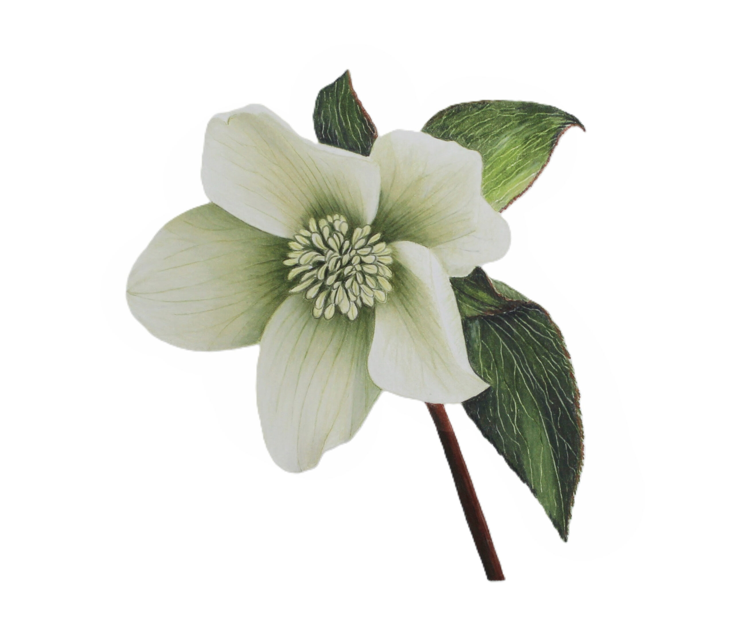 Colored Pencil Drawing of Realistic Blueberries