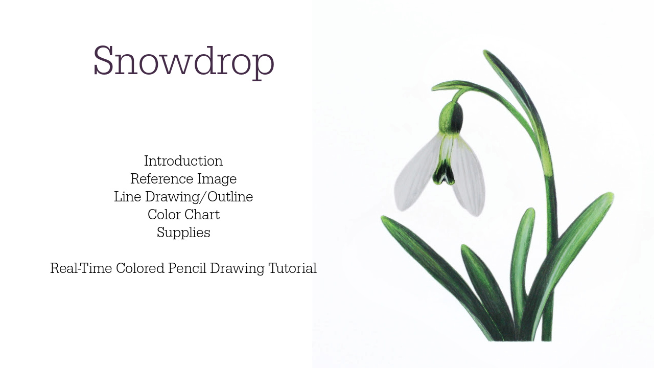 Link to Colored Pencil Drawing Tutorial of a Blue Mum