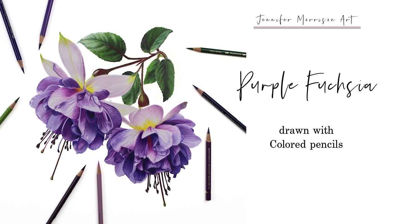 Link to Colored Pencil Drawing Video of a Blue Mum