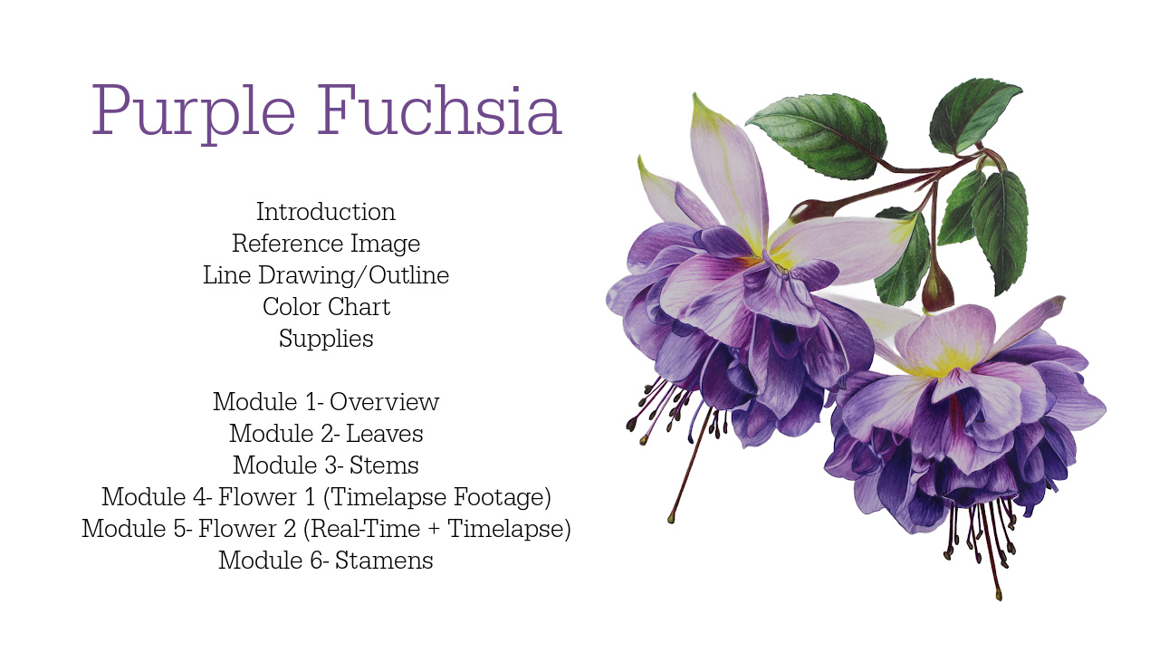 Link to Colored Pencil Drawing Tutorial of a Blue Mum