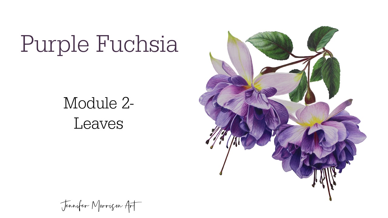 Link to Colored Pencil Drawing Tutorial of Blue Grapes