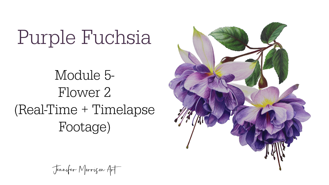 Link to Colored Pencil Drawing Tutorial of Blue Grapes