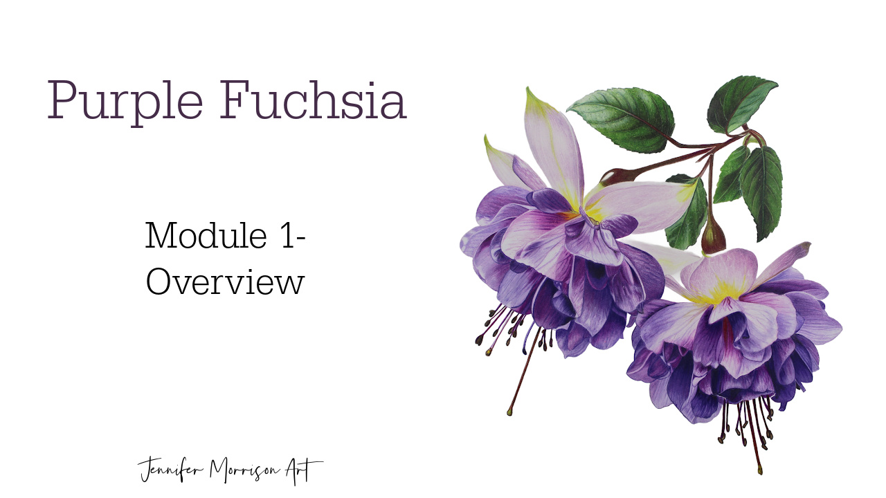 Link to Colored Pencil Drawing Tutorial of Blue Grapes