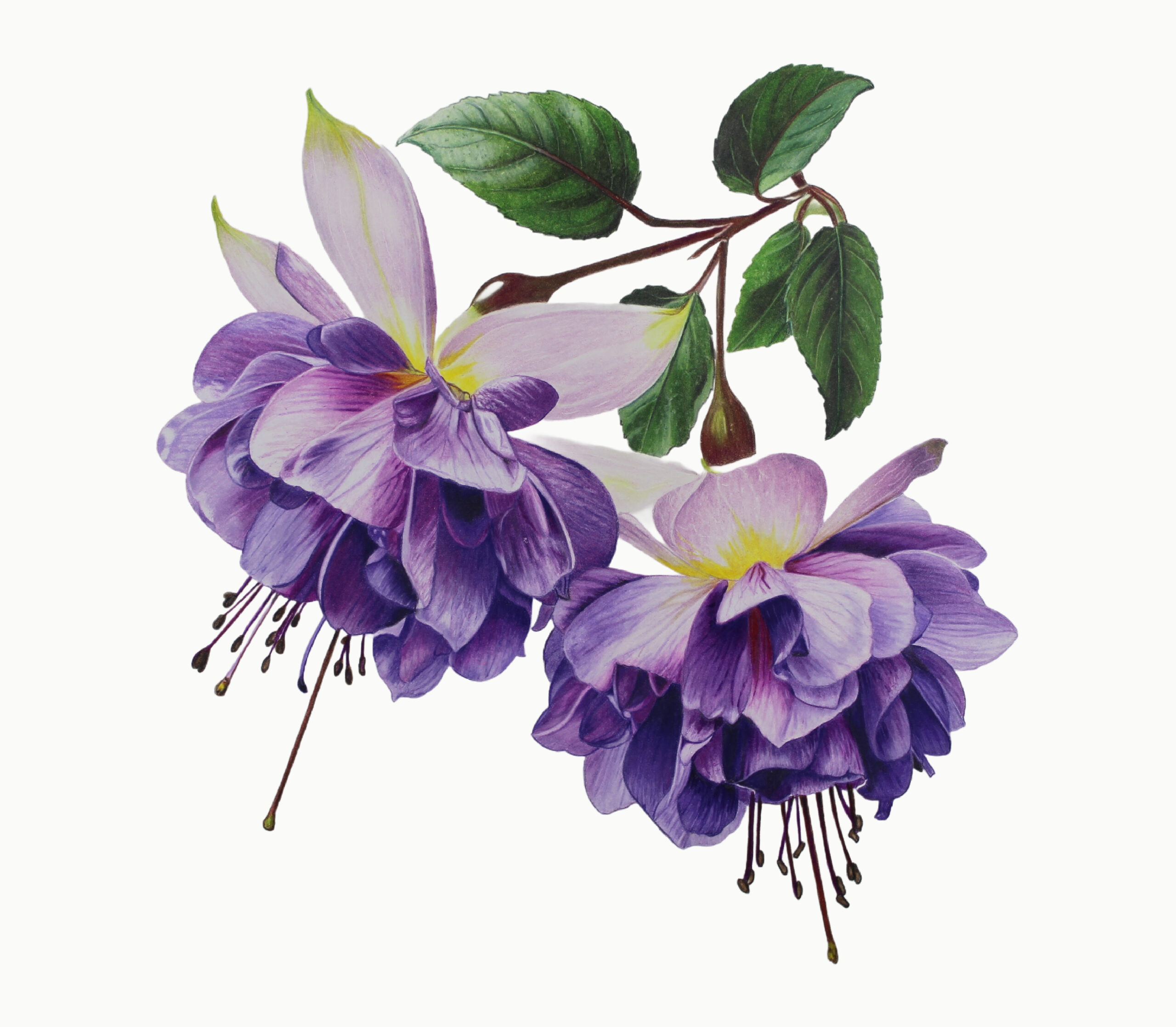 Colored Pencil Drawing of Realistic Blueberries