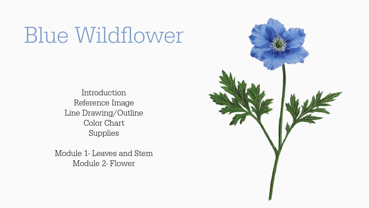 Link to Colored Pencil Drawing Tutorial of a Blue Mum