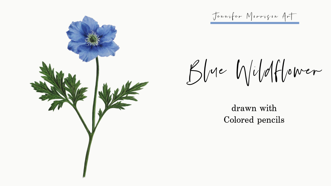 Link to Colored Pencil Drawing Video of a Blue Mum