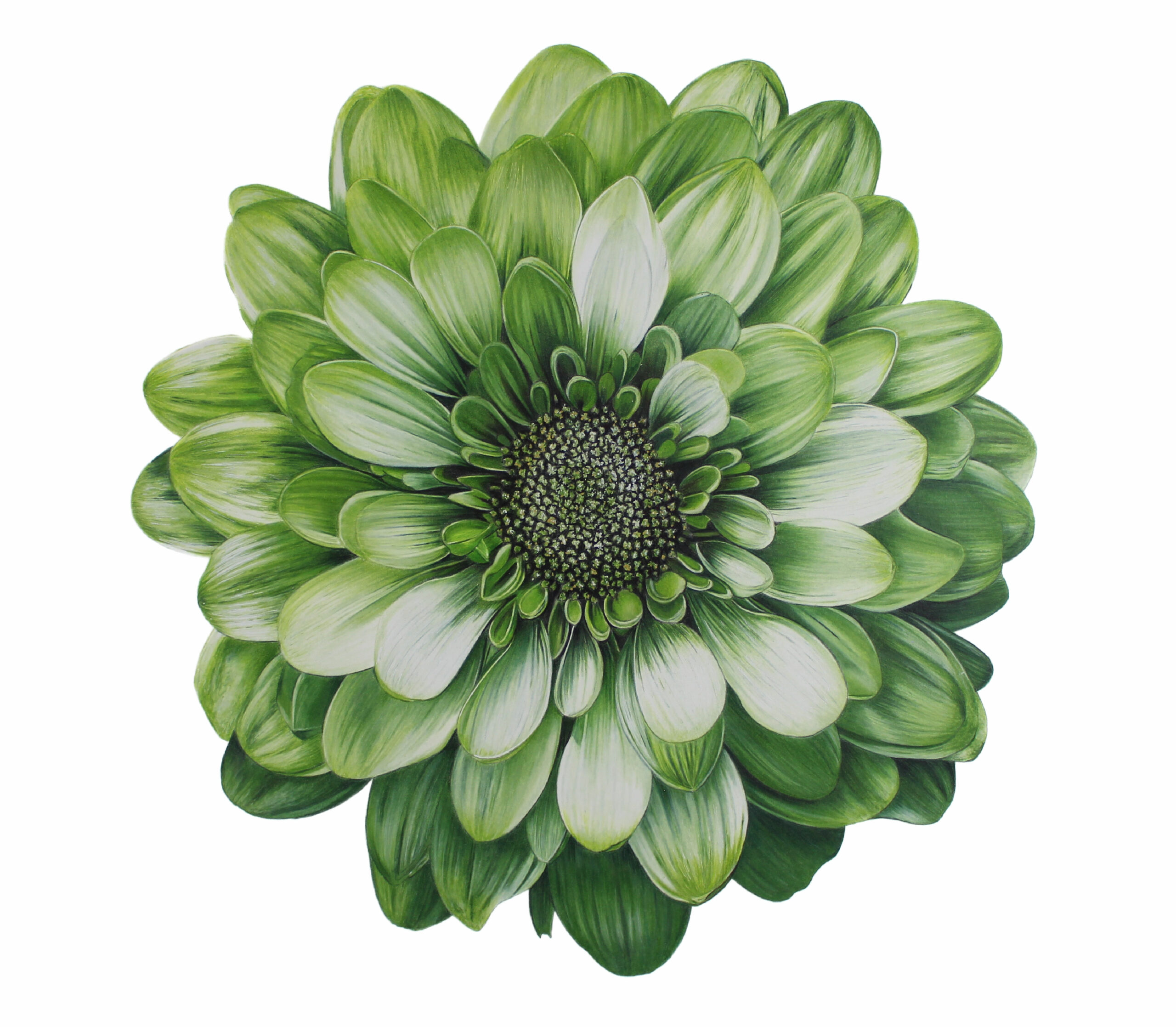 Colored Pencil Drawing of Realistic Blueberries