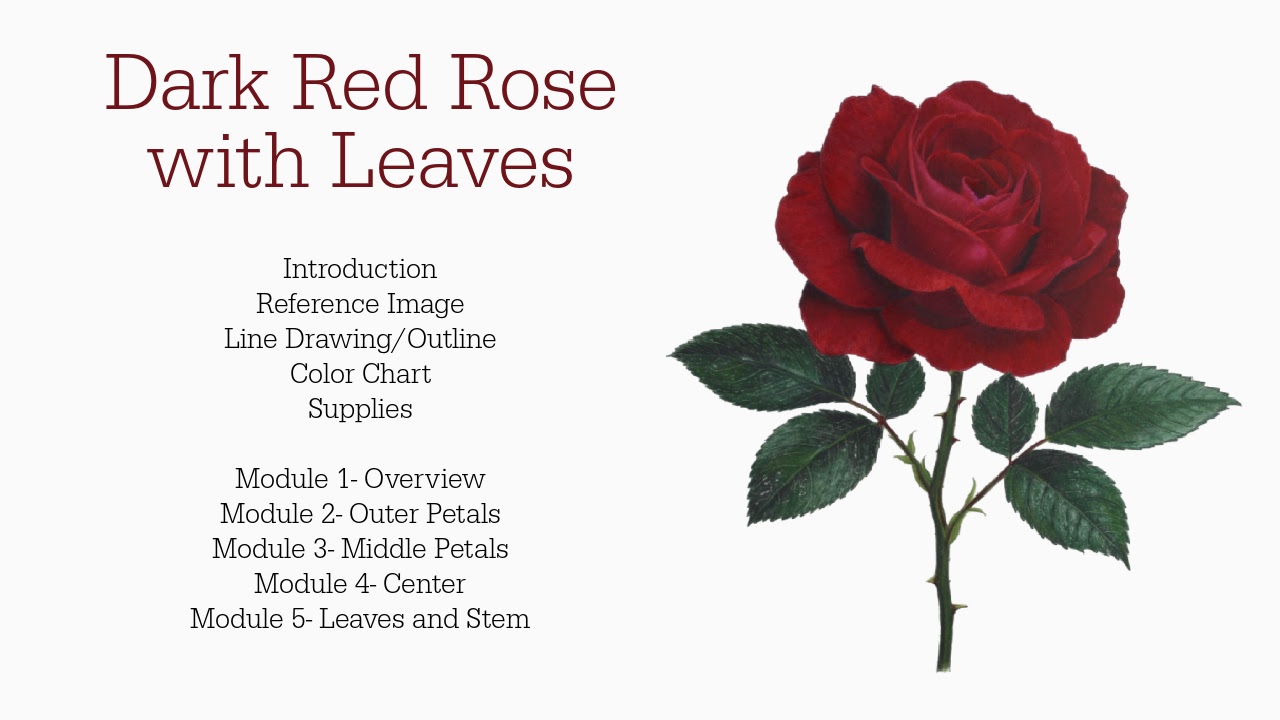 Link to Colored Pencil Drawing Tutorial of a Blue Mum