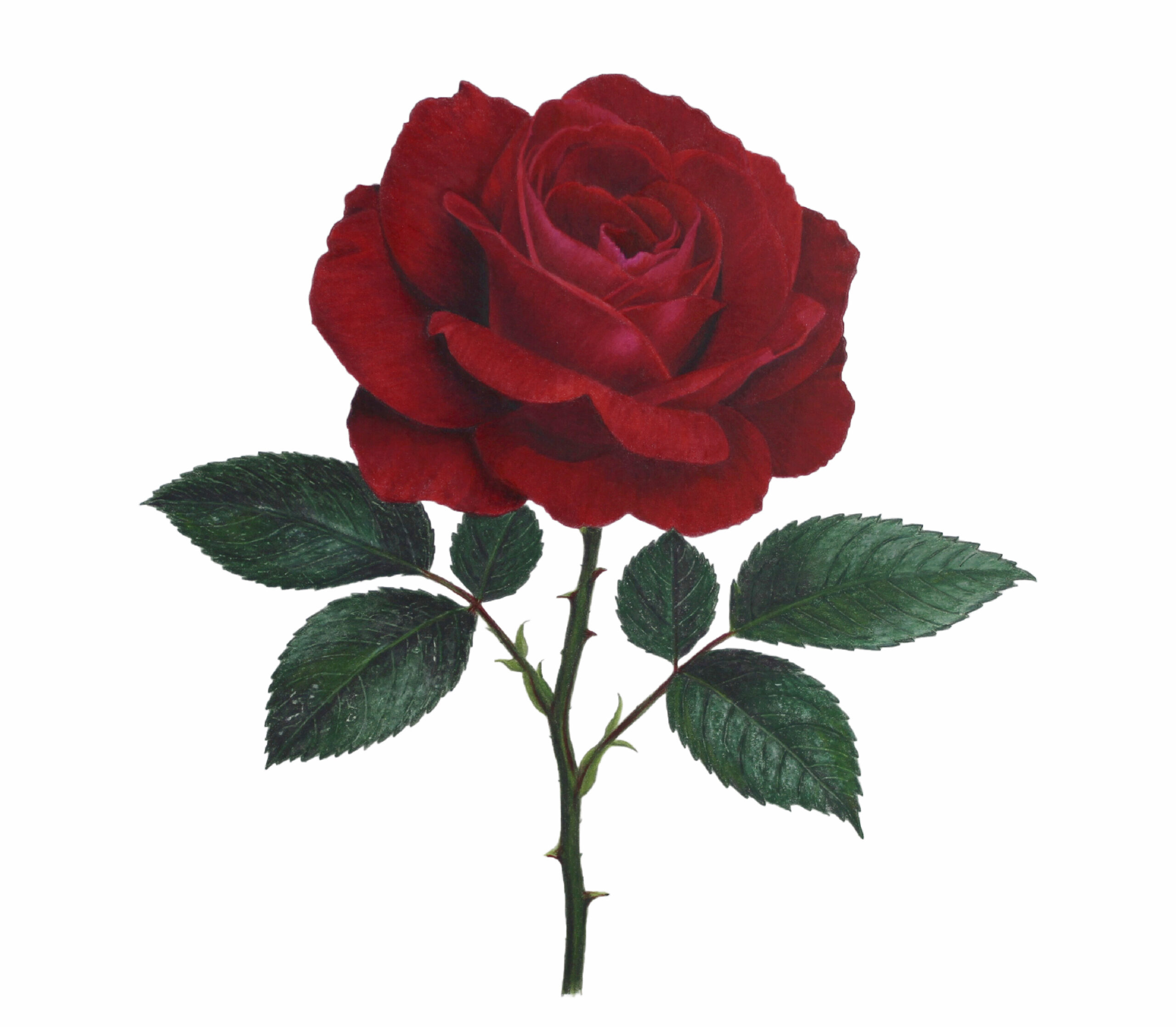 Colored Pencil Drawing of Realistic Blueberries