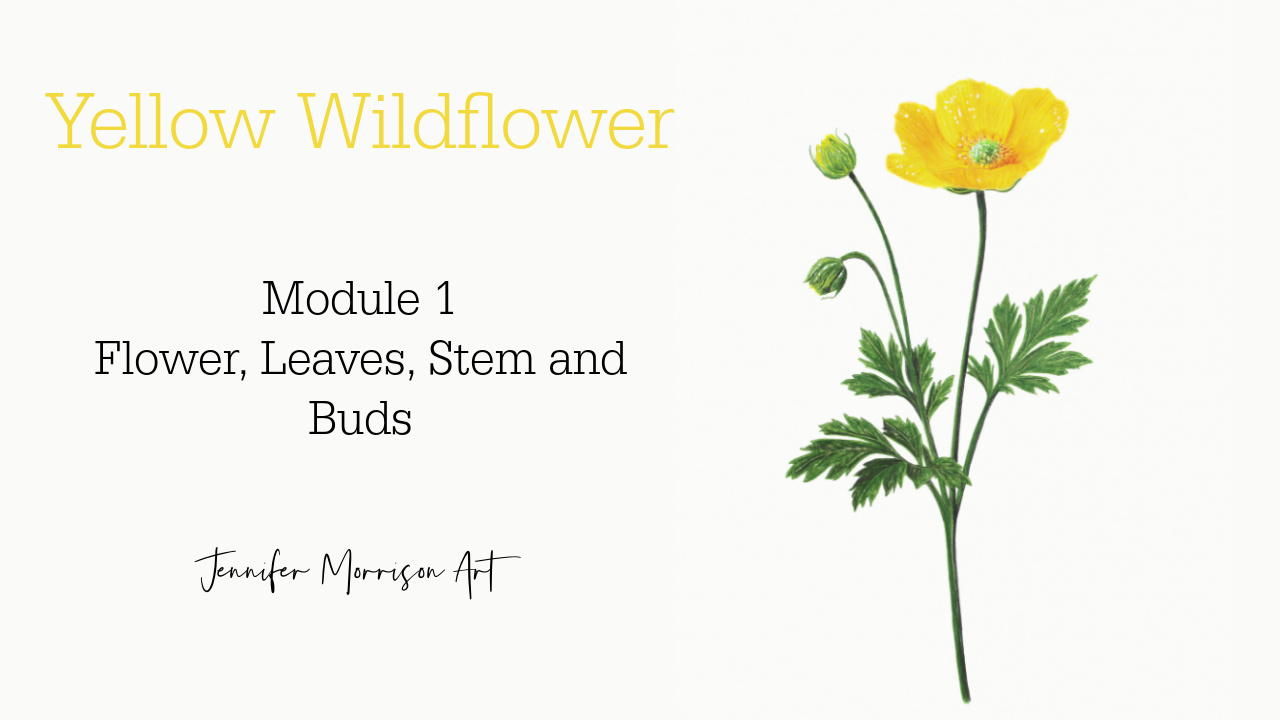 Link to Colored Pencil Drawing Tutorial of Blue Grapes