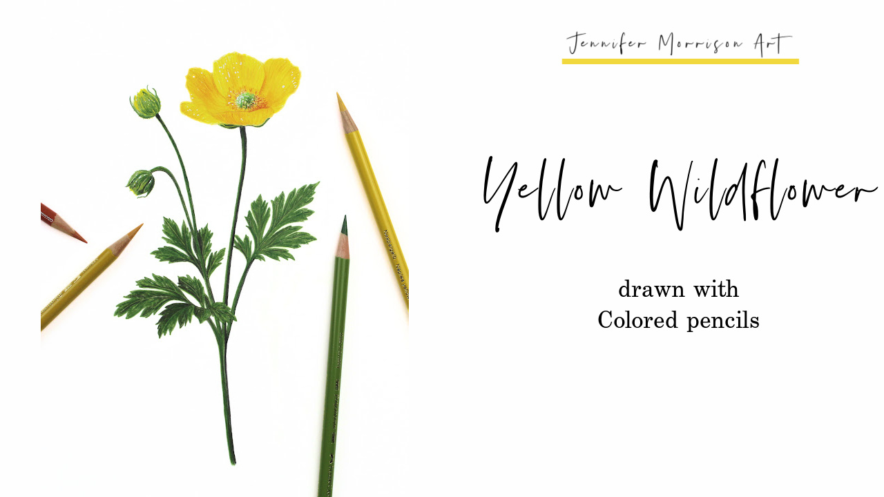 Link to Colored Pencil Drawing Video of a Blue Mum