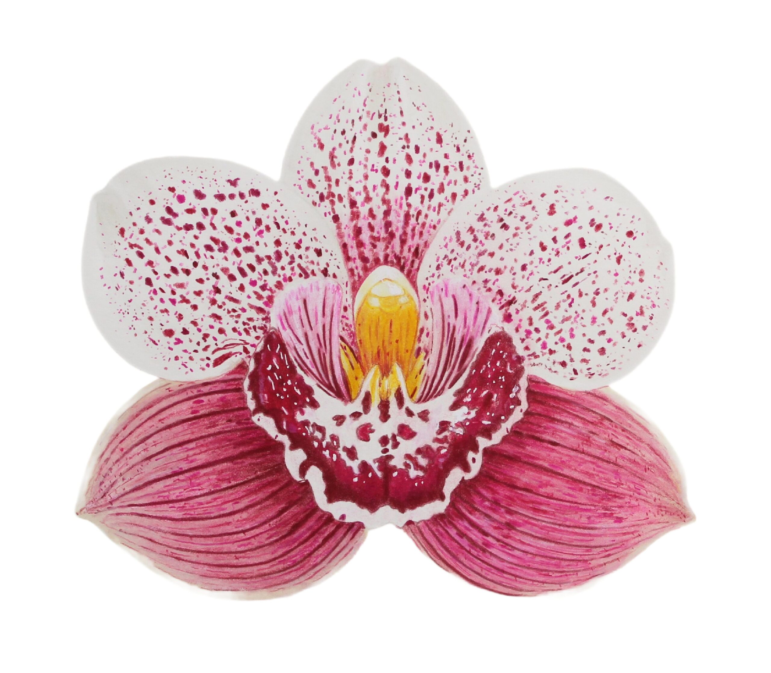 Patterned Orchid for Website copy 2