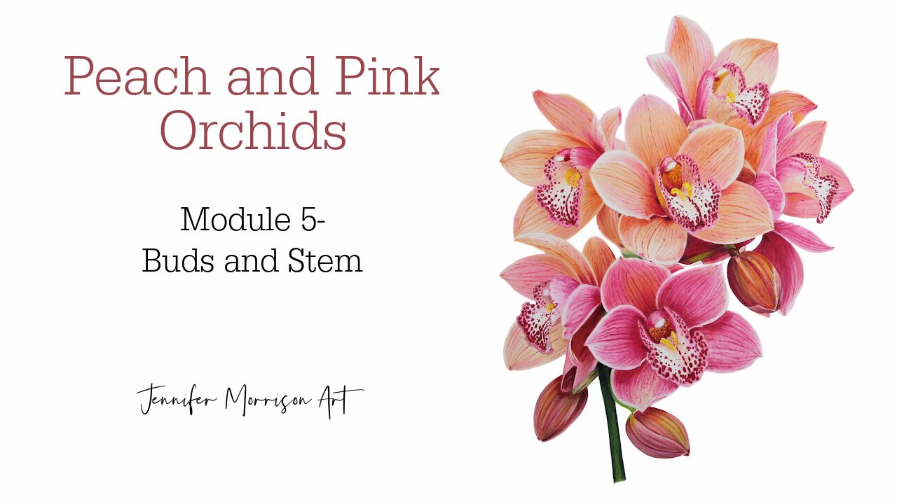 Peach and Pink Orchids