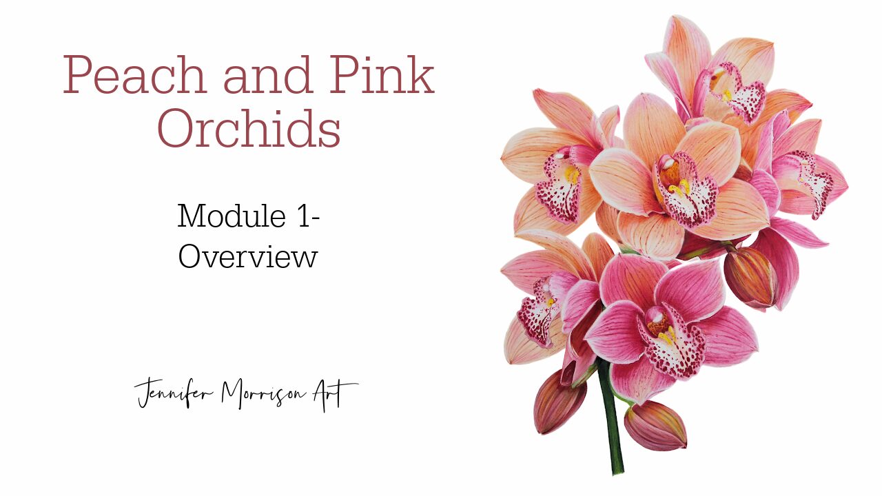 Peach and Pink Orchids (1) Link to Colored Pencil Drawing Tutorial of Blue Grapes