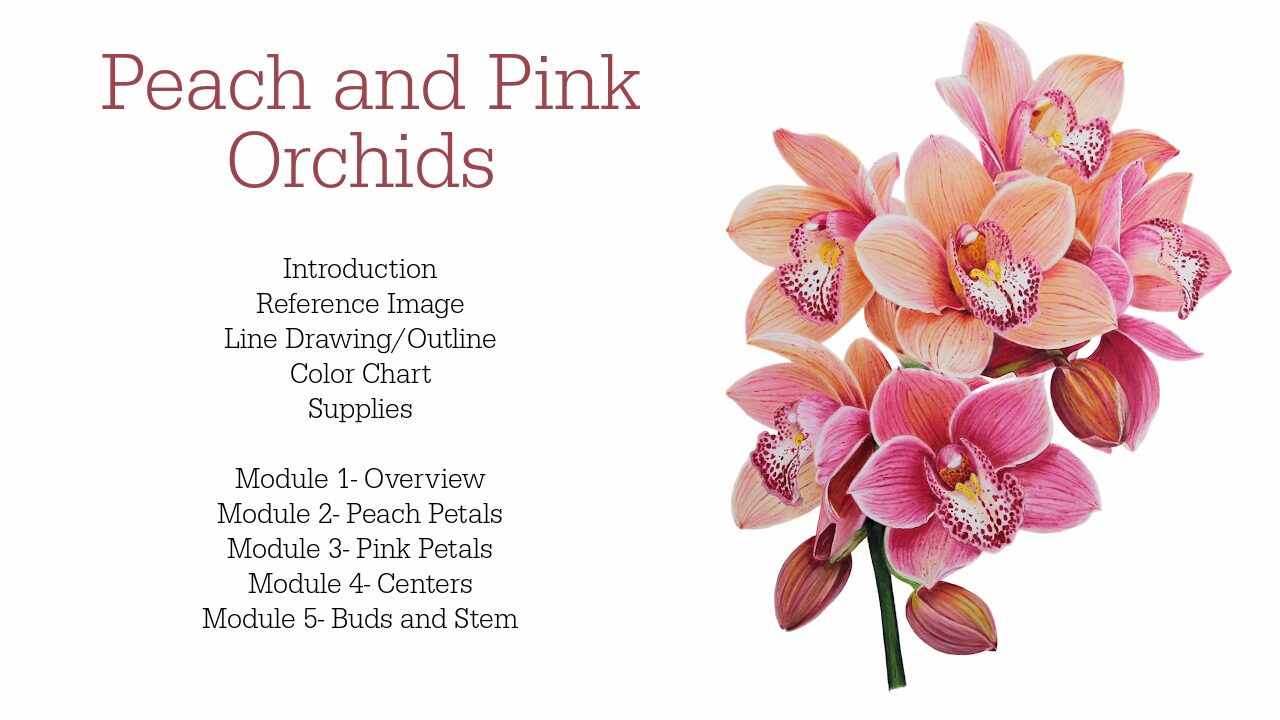 Peach and Pink Orchids Link to Colored Pencil Drawing Tutorial of a Blue Mum