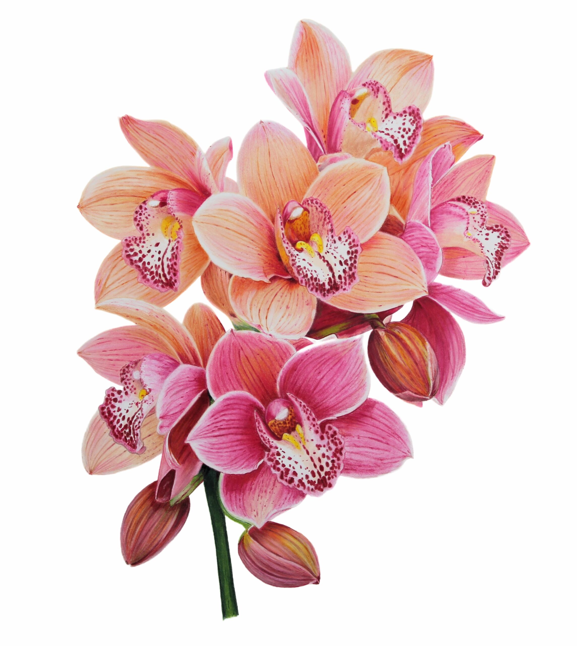 Peach and Pink Orchids Finished Drawing