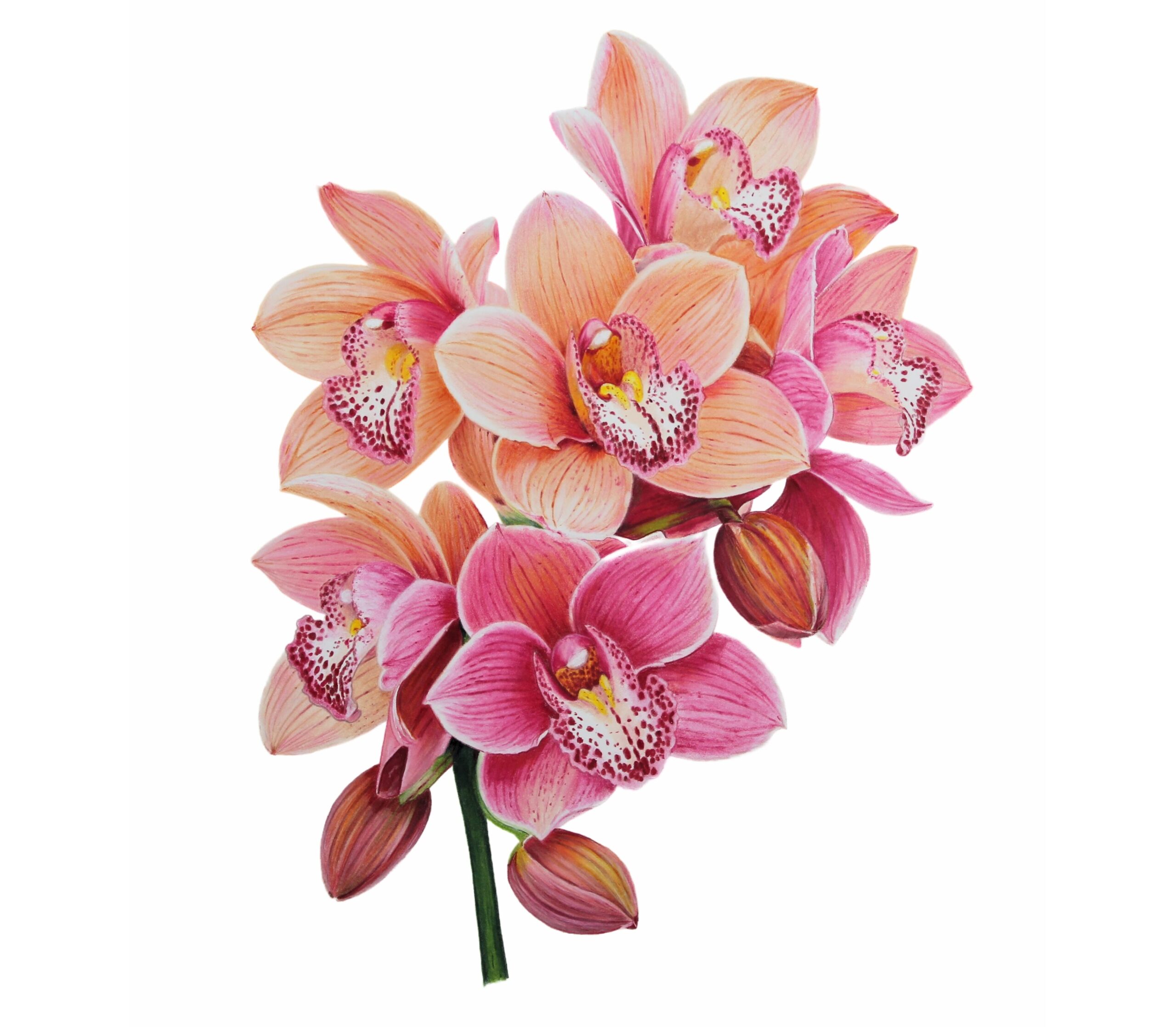 Peach and Pink Orchids for Website copy