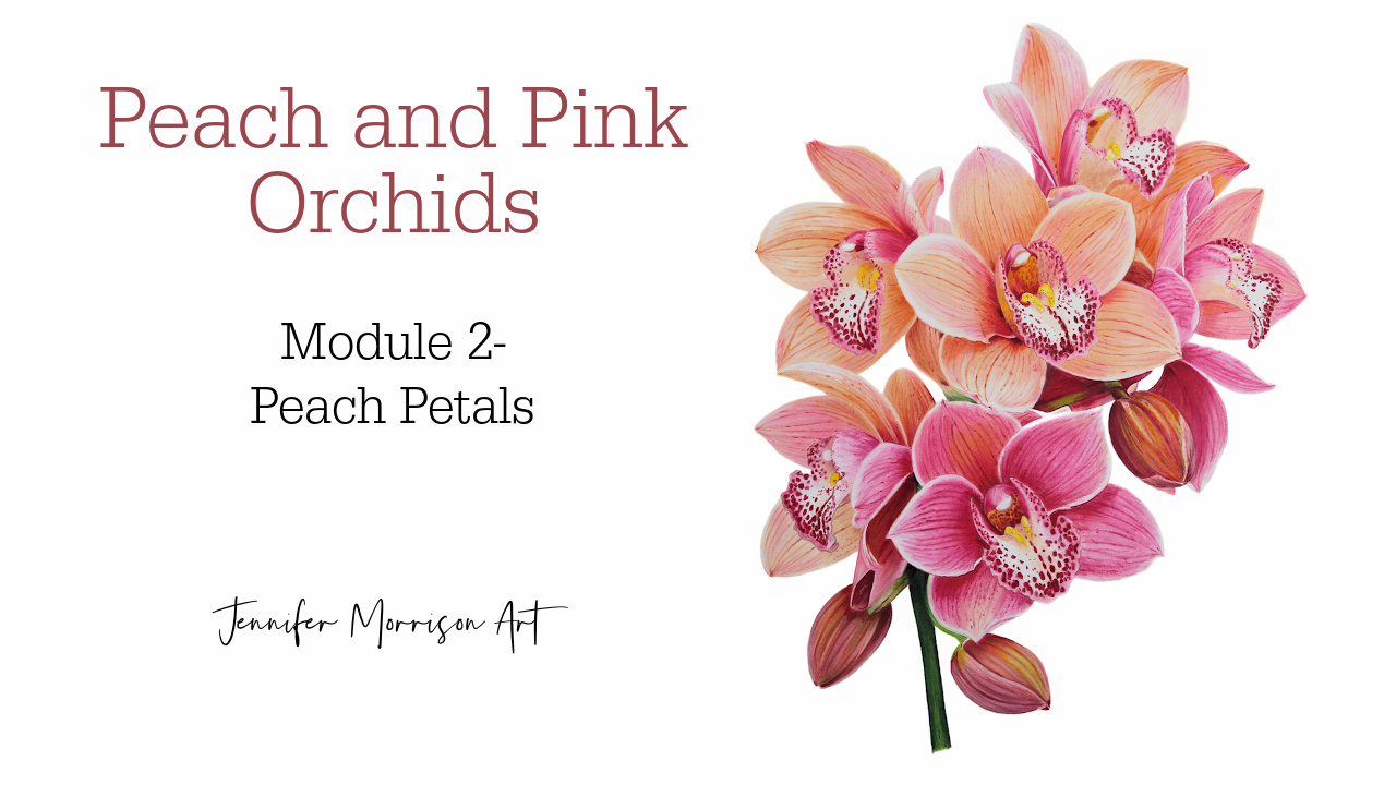 Peach and Pink Orchids Link to Colored Pencil Drawing Tutorial of Blue Grapes