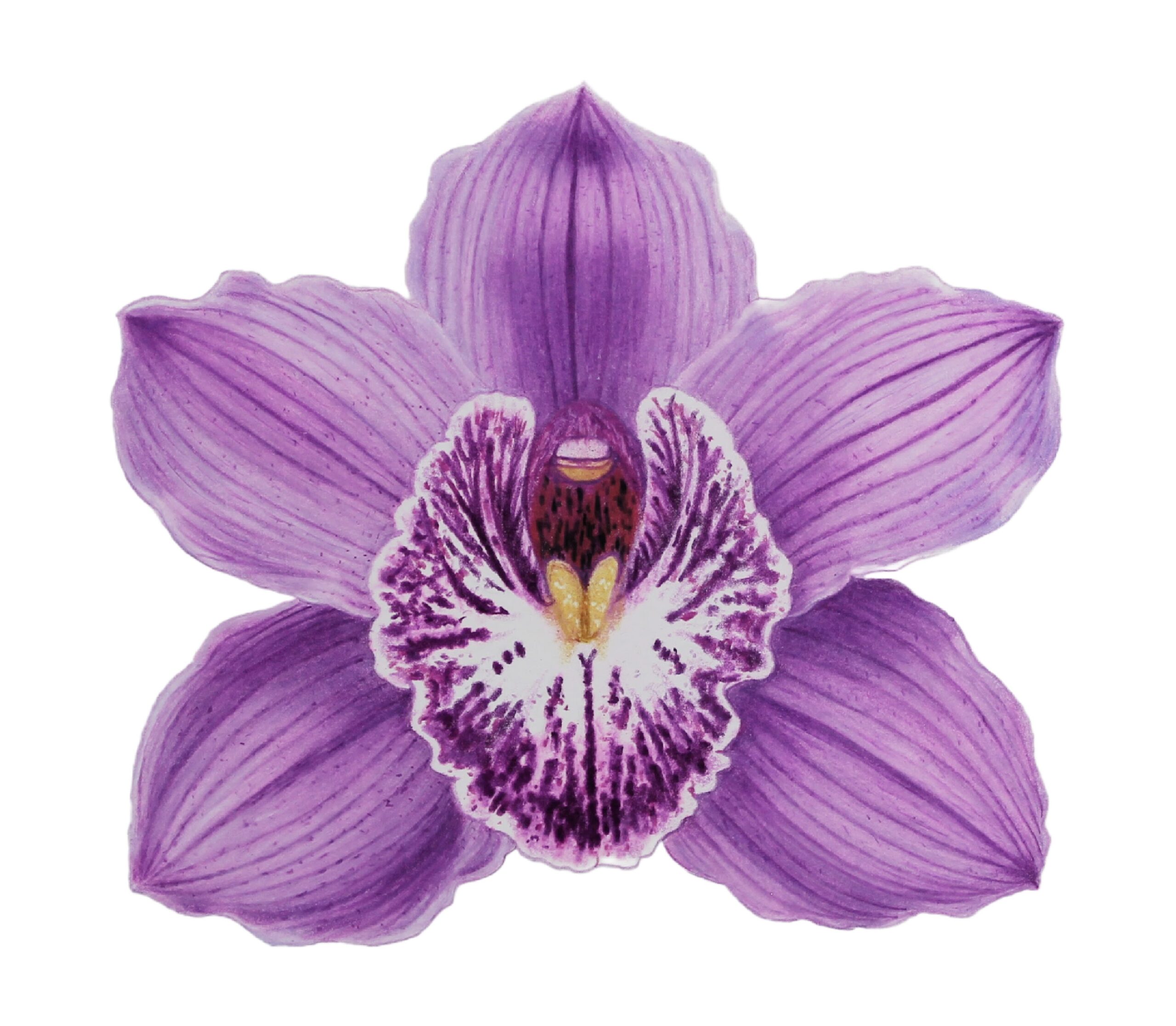 Purple Orchid for Website copy Colored Pencil Drawing of Realistic Blueberries