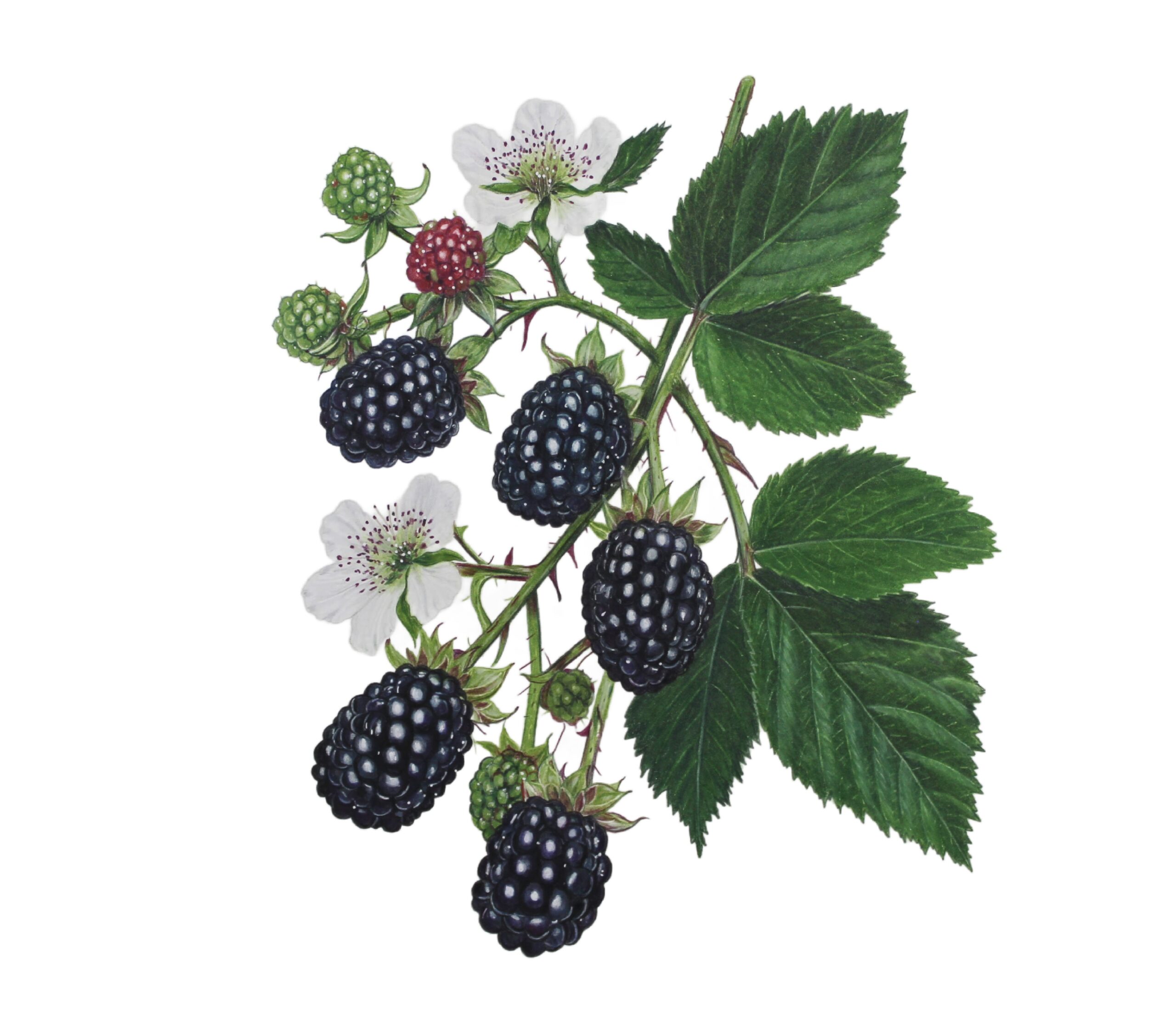 Blackberry Vine for Website