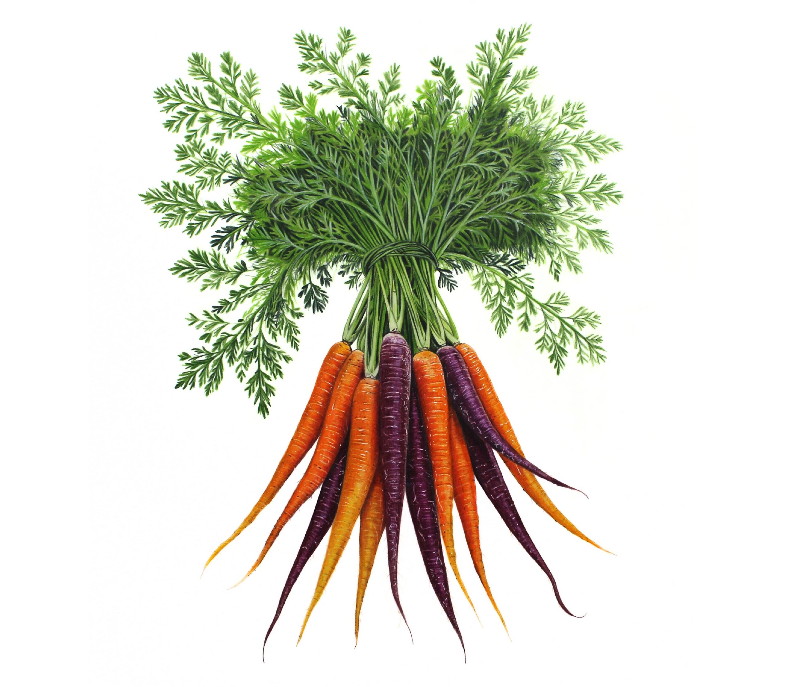 Carrots for Website