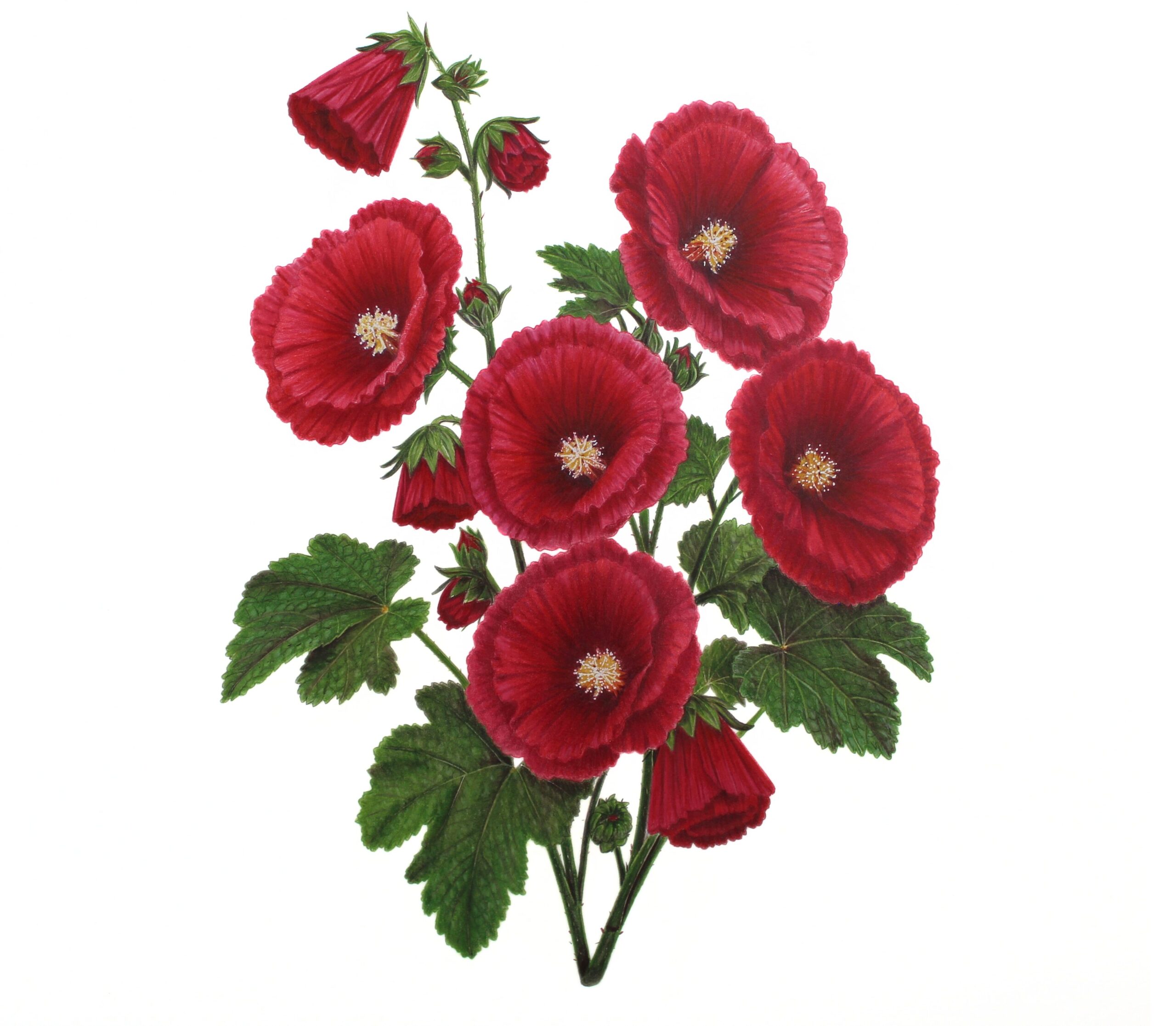 Red Hollyhocks for Website
